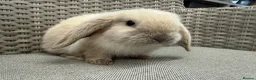 Mini Lop rabbits for sale: Friendly mini lops available  - Advert 6