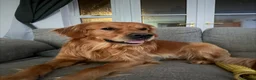Golden Retriever dogs for stud: HANDSOME DARK GOLDEN RETRIEVER STUD-PICK OF LITTER - Advert 24