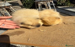 Guinea Pig rodents for sale: Pure bred California & Swiss guineapigs  - Image 5