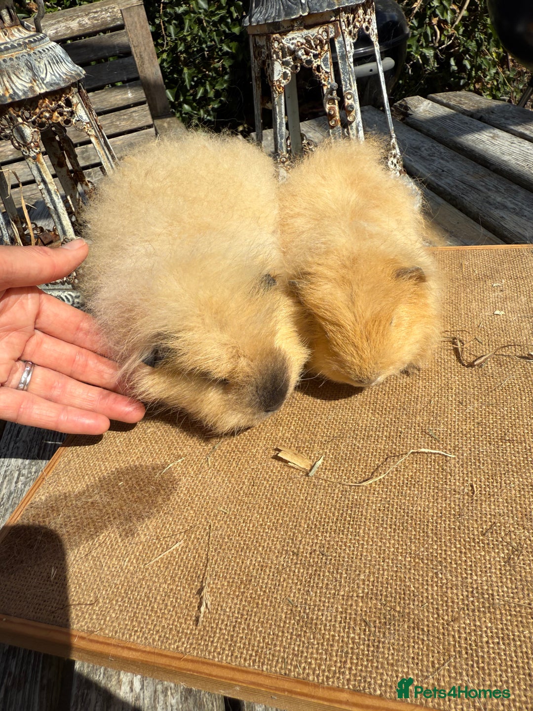 Guinea Pig rodents for sale: Pure bred California & Swiss guineapigs  - Image 5