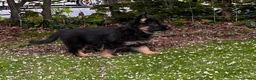 German Shepherd dogs for sale: KC REGISTERED, LONG HAIRED GERMAN SHEPHERD PUPPIES - Advert 3