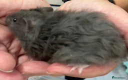 Hamster rodents for sale: Baby Syrian hamsters from show stock  - Image 30
