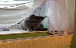 Scottish Fold cats for sale: Scottish straight girl and boy ready to go - Image 9