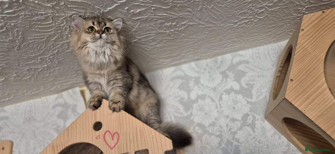 Scottish Fold cats for sale: 2 Purebred girls for rehoming - Image 9