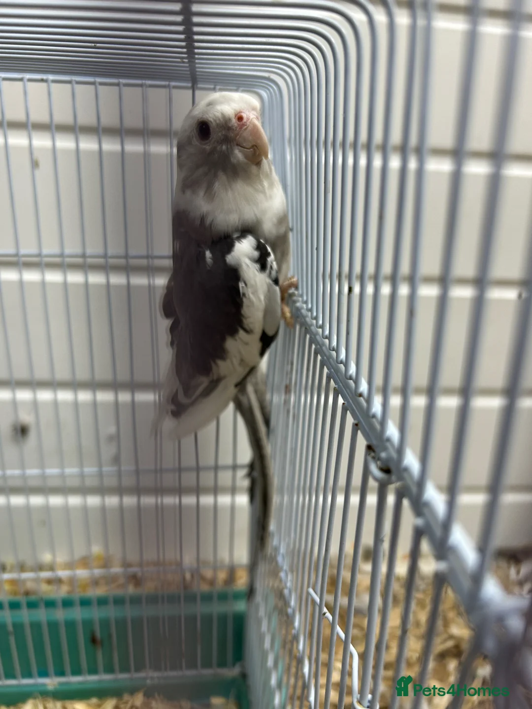 Cockatiels birds for sale: Male cockatiel - Advert 1