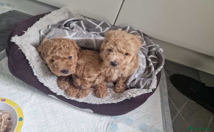 Mixed Breed dogs - Advert 4