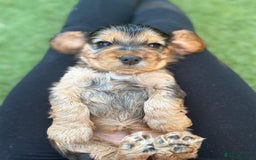 Cocker Spaniel dogs for sale: Sable Cocker Spaniels  - Image 14