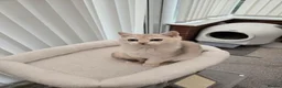 British Shorthair cats for sale: Blue golden chinchila! READY TO GO! - Advert 29