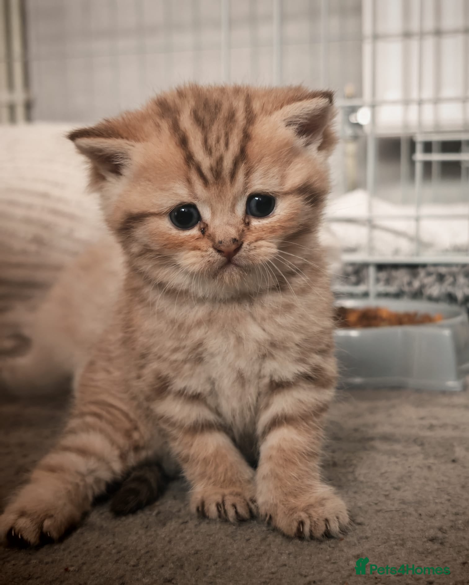 British Shorthair cats for sale: Beautiful British Shorthair Kittens for Sale 🐾 - Advert 2