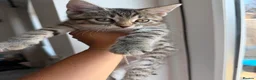 Domestic Shorthair cats for sale: Beautiful kitten - Advert 4