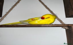 Parakeets birds for sale: Yellow and red male Kakariki  - Image 3