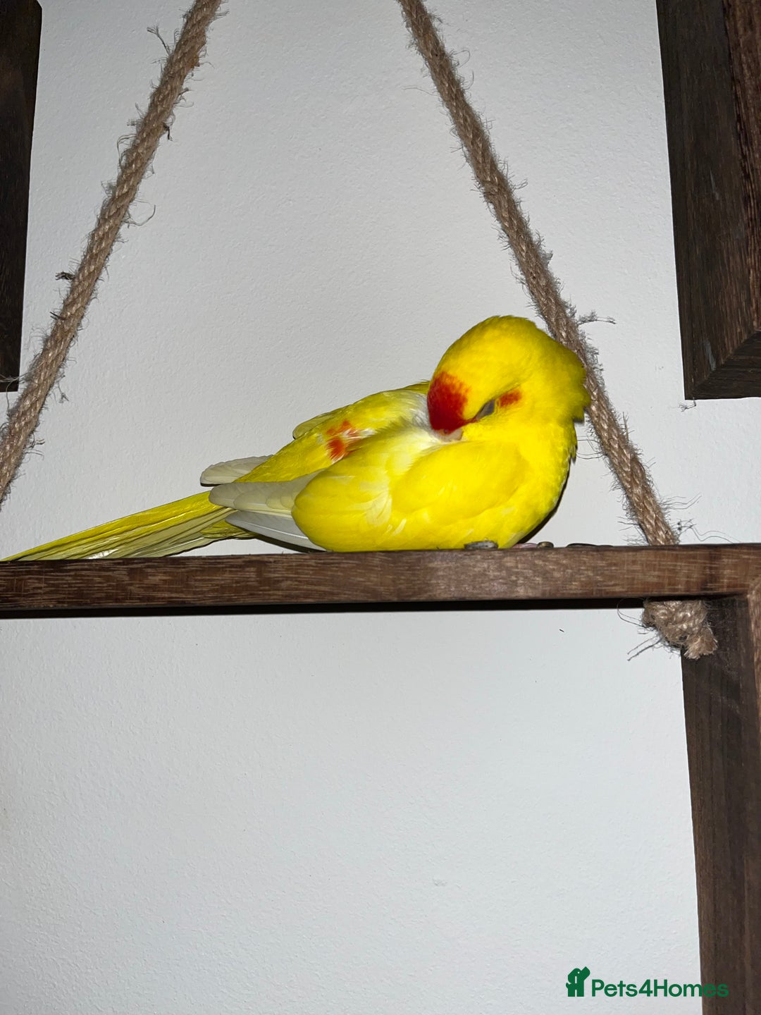 Parakeets birds for sale: Yellow and red male Kakariki  - Image 3