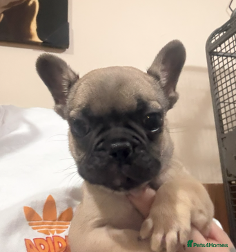 French Bulldog dogs Frenchie puppy female - Advert 1