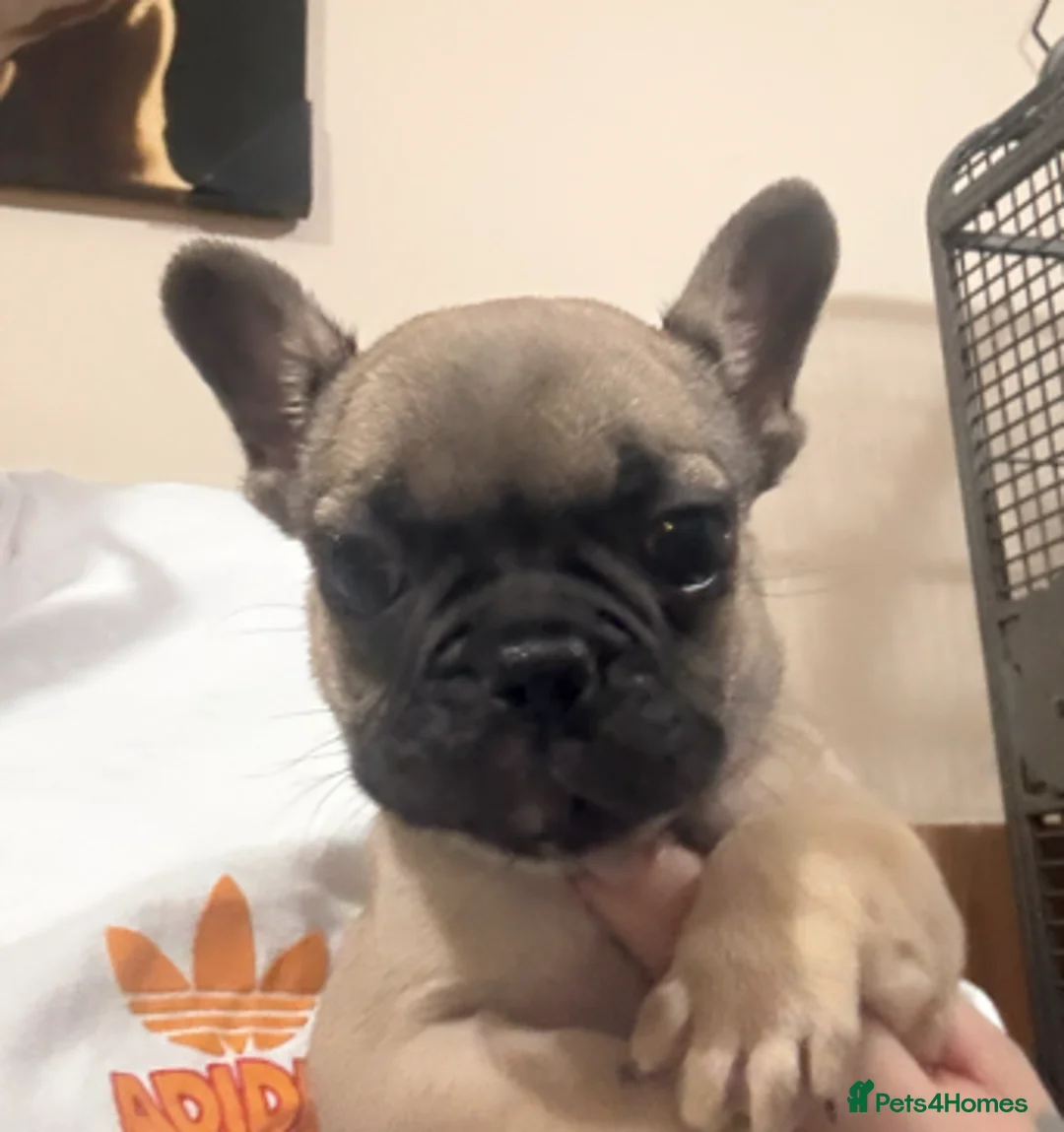French Bulldog dogs for sale: Frenchie puppy female - Advert 1