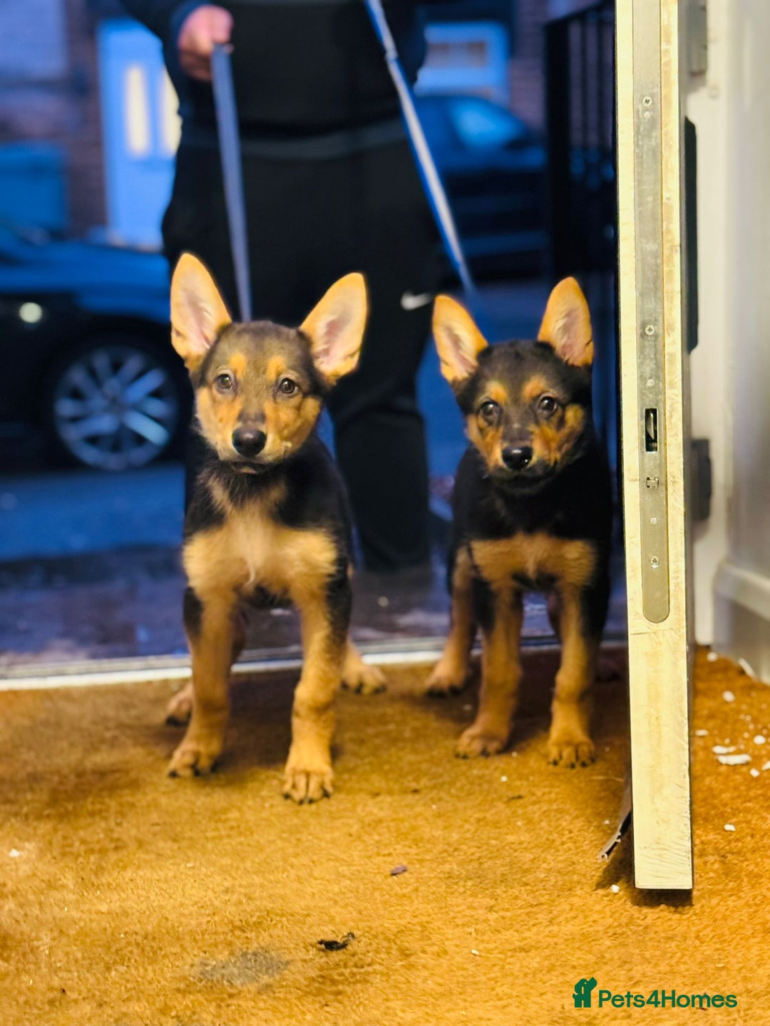 German Shepherd dogs for sale: Exceptional German Shepherd Girls - Advert 7