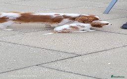 Cavalier King Charles Spaniel dogs for sale: Male Cavalier King Charles spaniel  - Image 12
