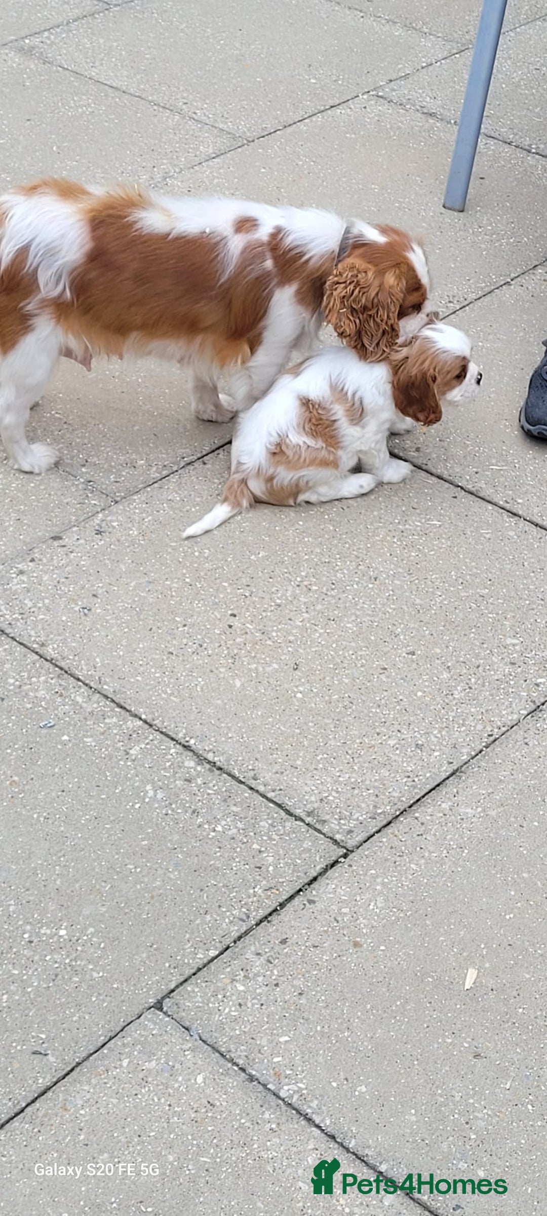 Cavalier King Charles Spaniel dogs for sale: Male Cavalier King Charles spaniel  - Image 12