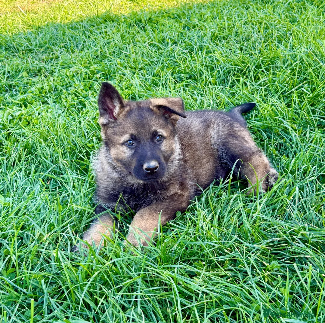 German Shepherd dogs for sale: Working line GSD pups  - Advert 1