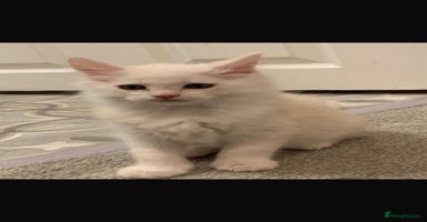 Maine Coon cats - Advert 13