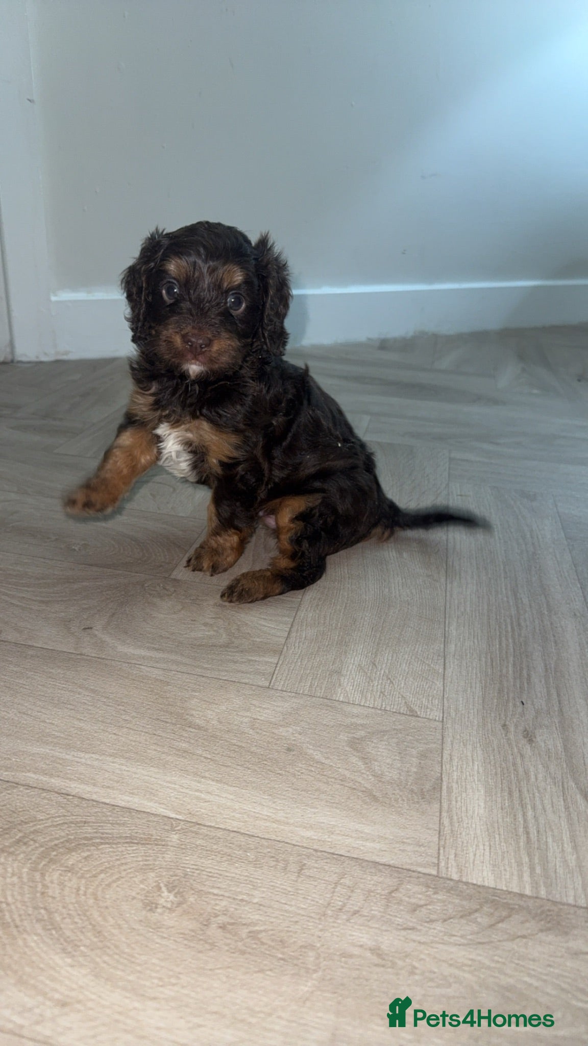 Cavapoo dogs F1 Cavapoos  - Advert 17