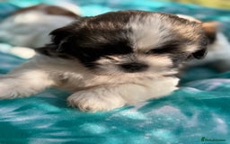 Shih Tzu dogs for sale: Beautiful  Shih tzu  - Image 5