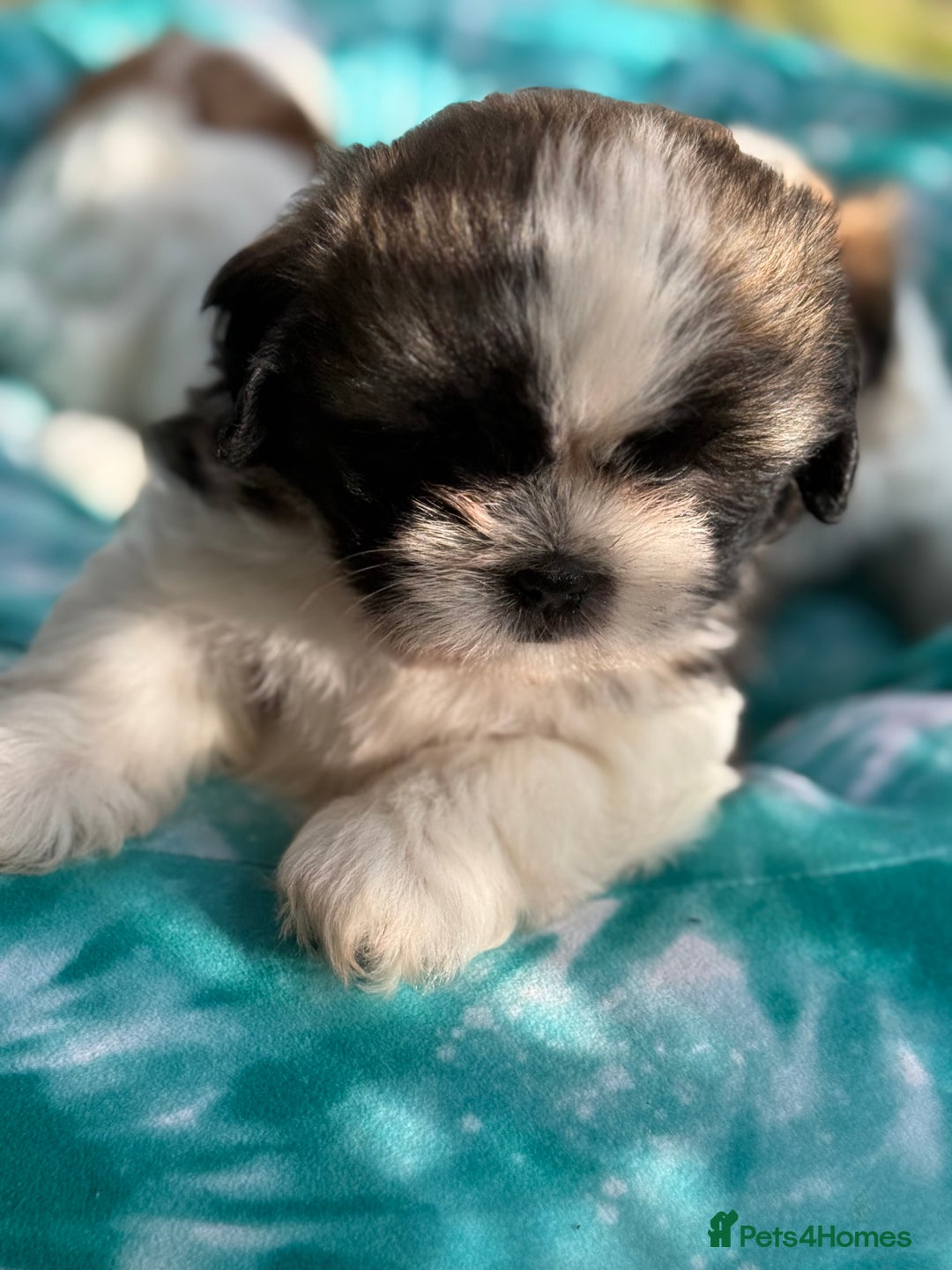 Shih Tzu dogs for sale: Beautiful  Shih tzu  - Image 5