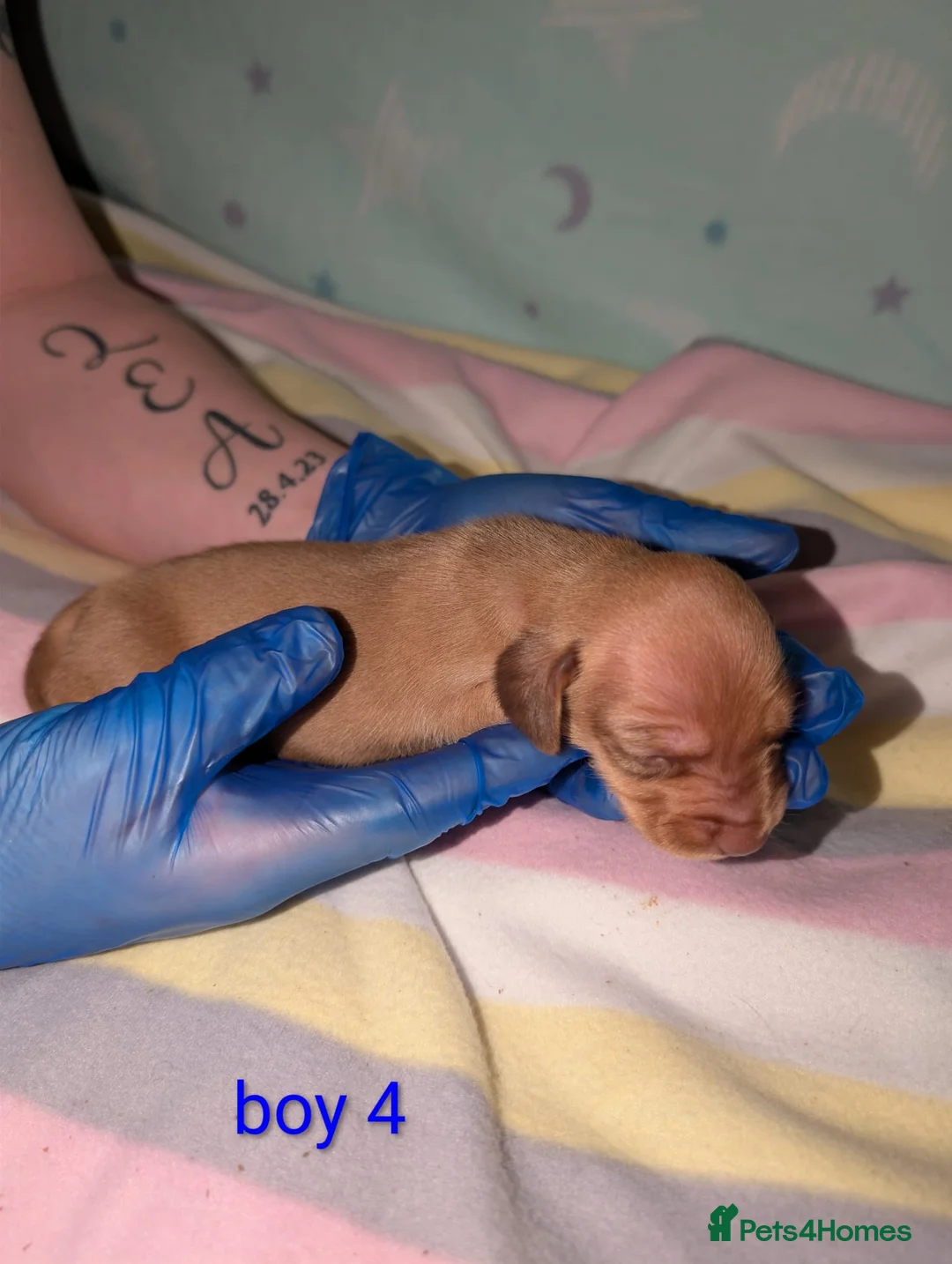 Miniature Dachshund dogs for sale: Miniature dachshund champion bloodline pedigree - Advert 2