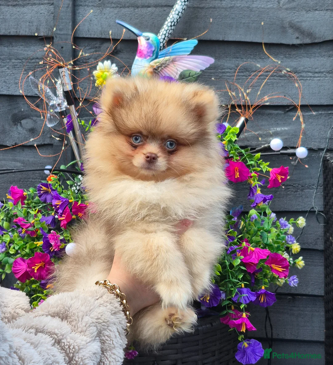 Pomeranian dogs for sale: Striking Blue Eyed Pomeranian  - Advert 1
