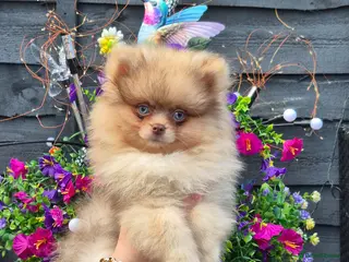 Pomeranian dogs Striking Blue Eyed Pomeranian - Advert 11