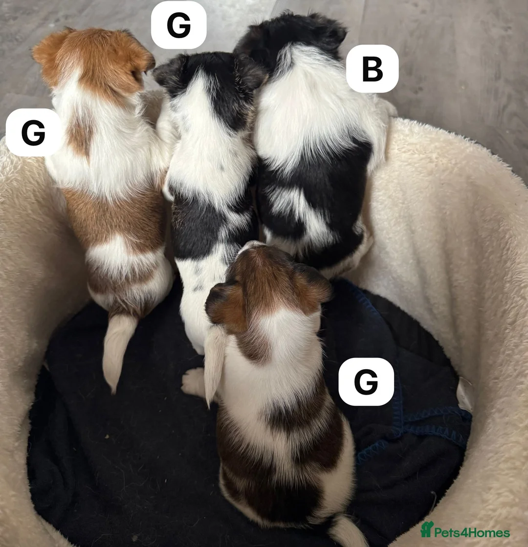 Jack Russell dogs for sale: Jack Russell pups £675 in Denbigh - Advert 4