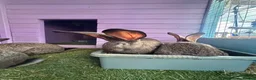Continental Giant rabbits for sale: 5 giant continental bucks  - Advert 10