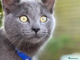 Mixed Breed cats Russian Blue Mixed Male - Simba - Advert 2