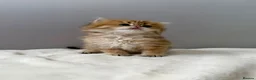 British Longhair cats for sale: Champion lines Golden British Longhairs - Advert 12