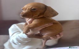 Miniature Dachshund dogs for sale: Kc reg miniature dachshund  - Image 4