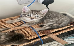 Bengal cats for sale: Cross bengal kittens  - Image 11