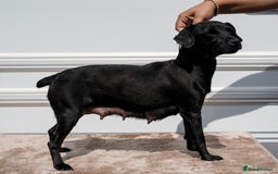 Patterdale Terrier dogs for sale: Strong and sturdy patterdale puppies  - Image 8
