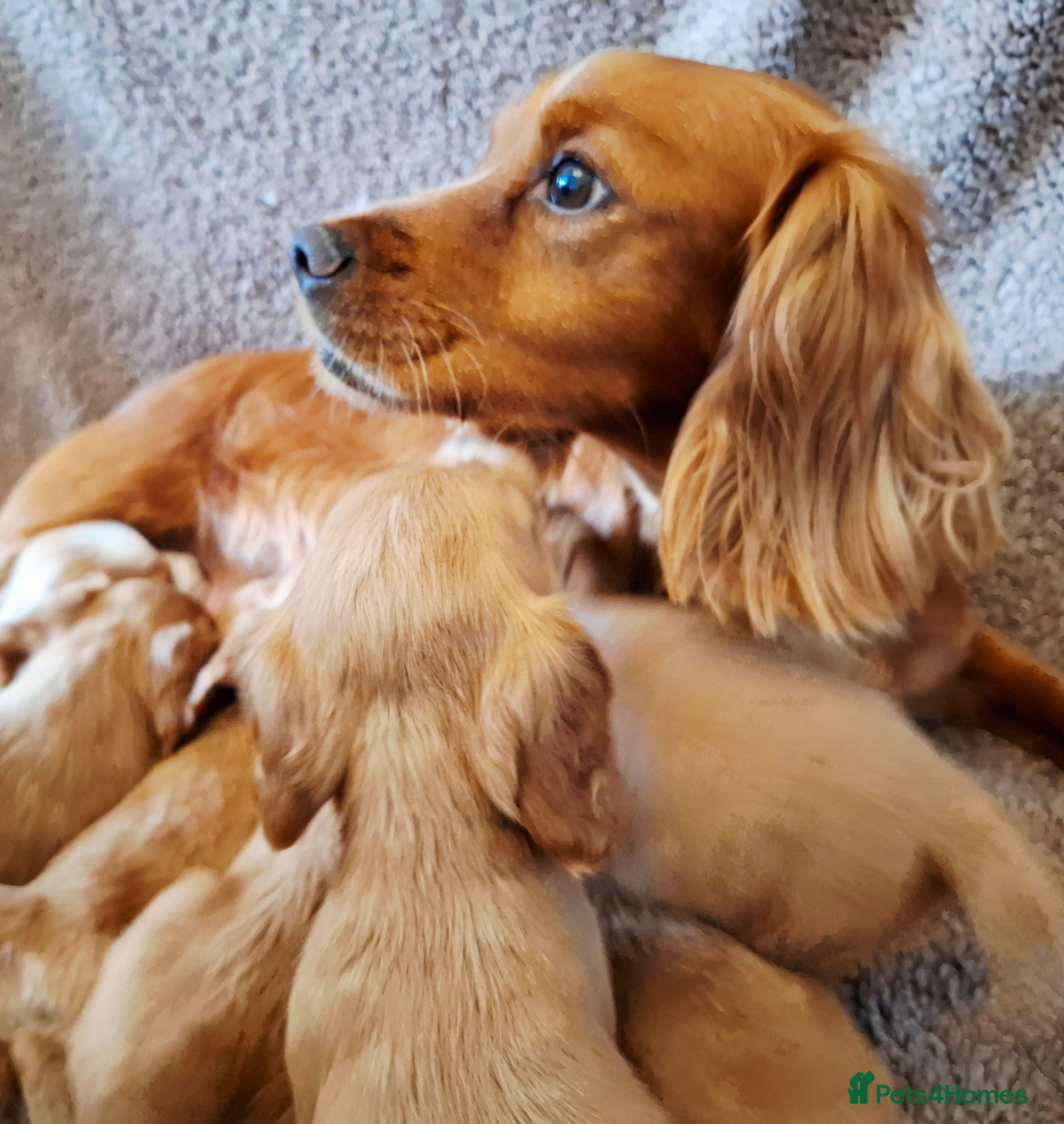 Cocker Spaniel dogs Beautiful litter of 7 Pedigree Cocker Spaniels - Advert 2