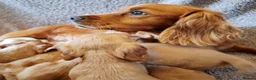 Cocker Spaniel dogs for sale: Beautiful litter of 7 Pedigree Cocker Spaniels in Doncaster - Advert 7