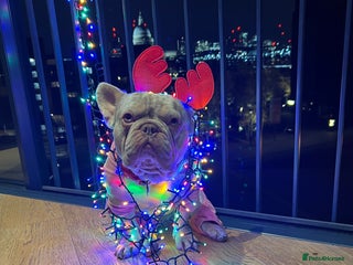 French Bulldog dogs in Stevenage - Advert 29