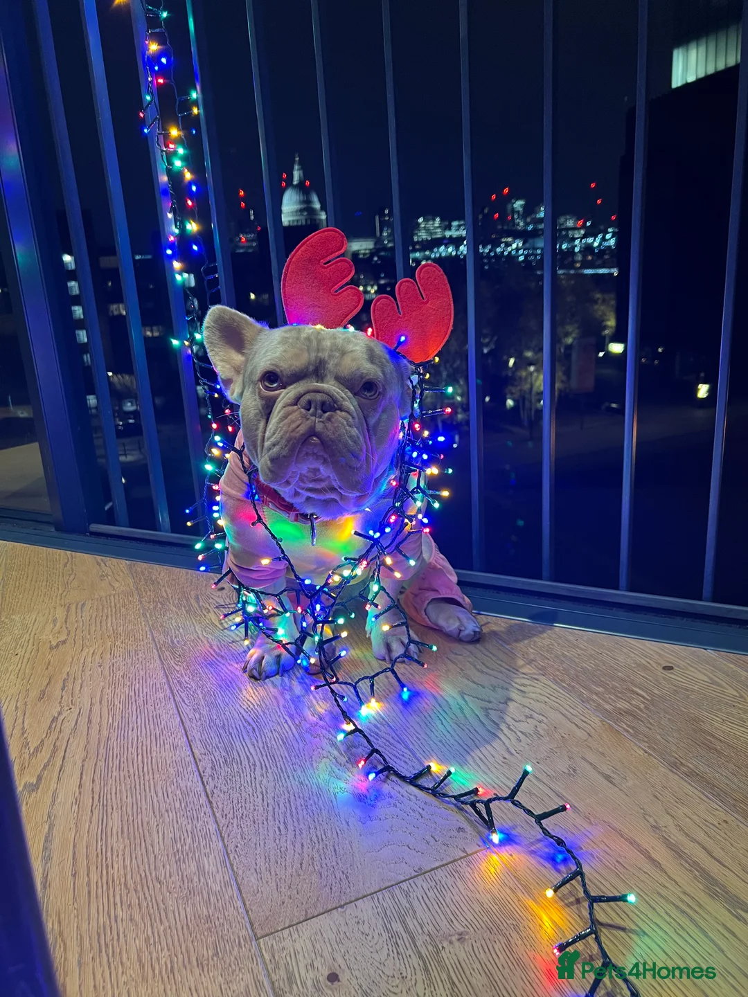 French Bulldog dogs for stud: THOR Newshade Isabella Fluffy carrier in Stevenage - Advert 1