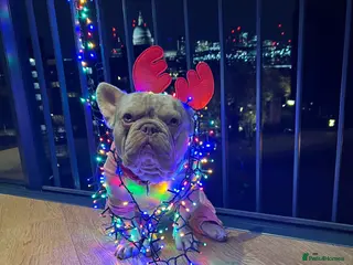 French Bulldog dogs THOR Newshade Isabella Fluffy carrier in Stevenage - Advert 10