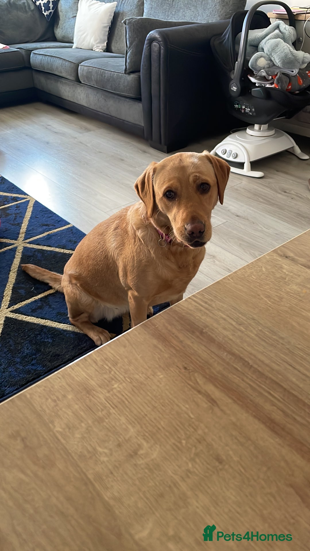 Labrador Retriever dogs for sale: Golden and fox red lab puppies ready to leave now - Image 18