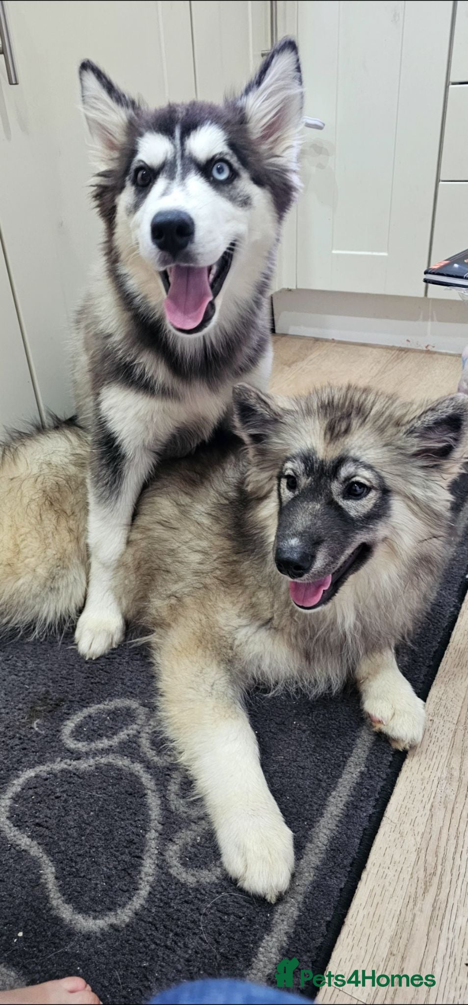Siberian Husky dogs Ready to go ! Siberian Husky - Advert 2