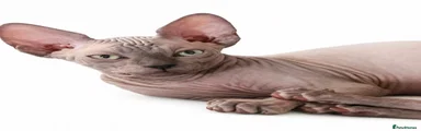 Sphynx Kitten 2