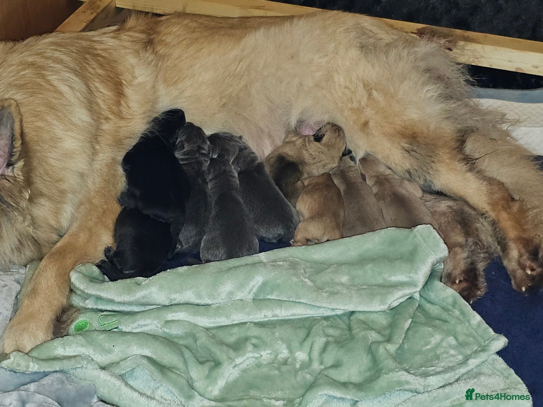German Shepherd dogs for sale: 9 beautiful pure bred German Shepherd puppies - Advert 4