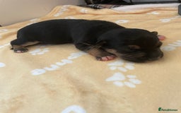 Mixed Breed dogs for sale: Jack chi puppies  - Image 15