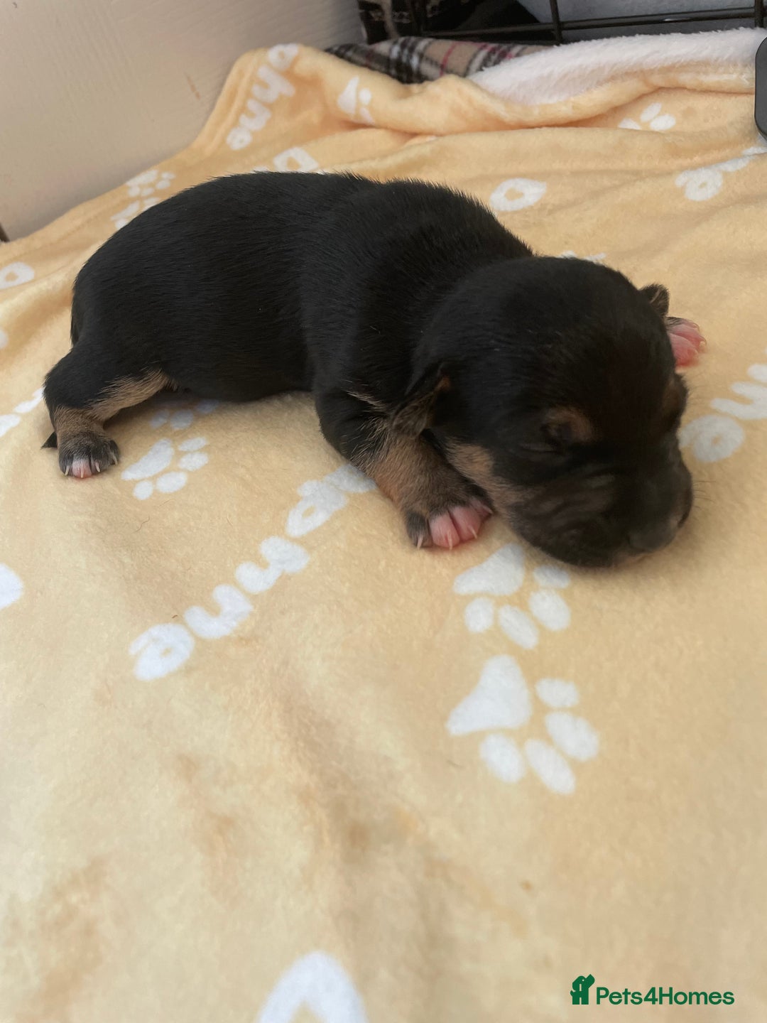 Mixed Breed dogs for sale: Jack chi puppies  - Image 15