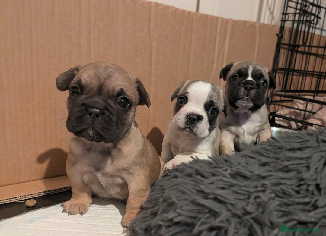 French Bulldog dogs for sale: REDUCED Adorable French Bulldog Puppies  - Image 2