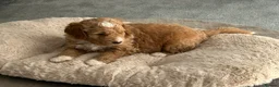 Mixed Breed dogs for sale: Multigen Double Doodle - Advert 9