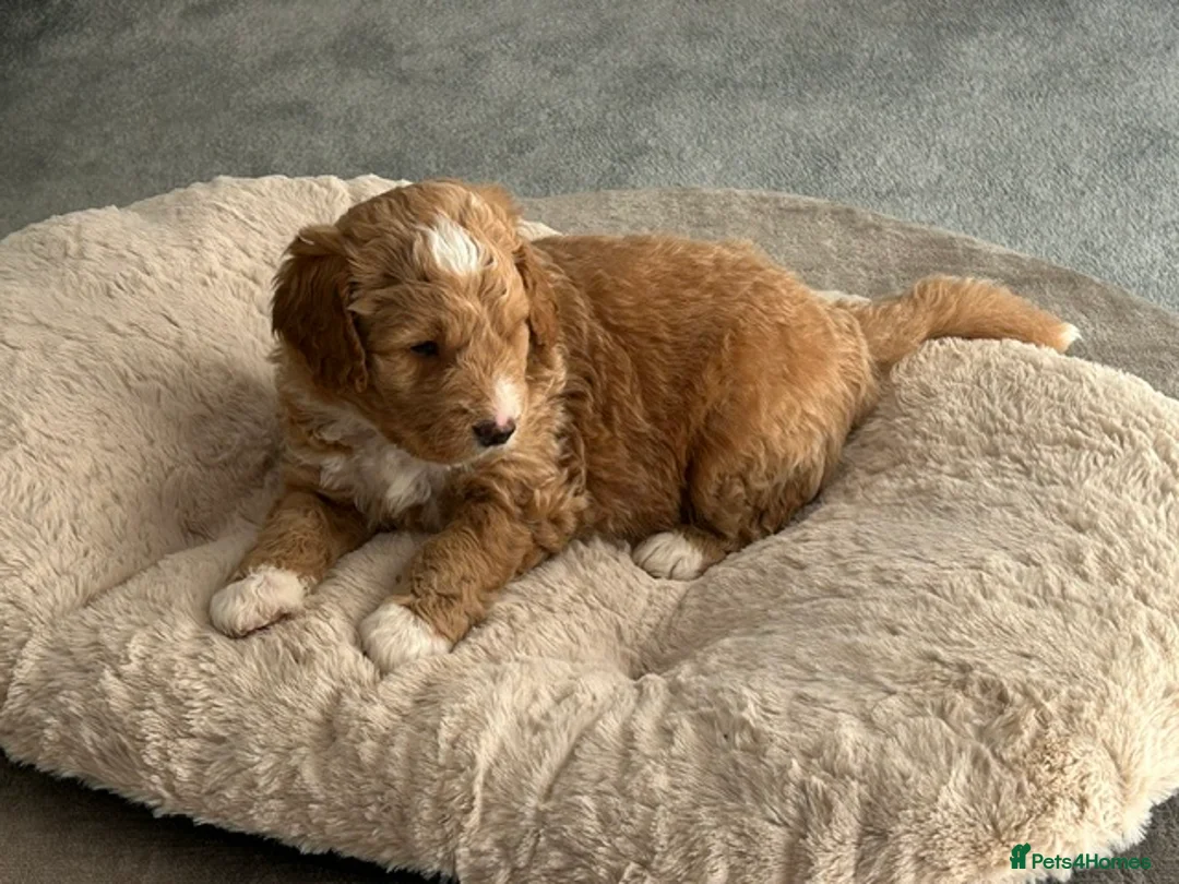 Mixed Breed dogs for sale: Multigen Double Doodle - Advert 9